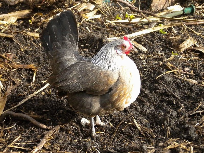 Chicken road demo, chicken road spel
